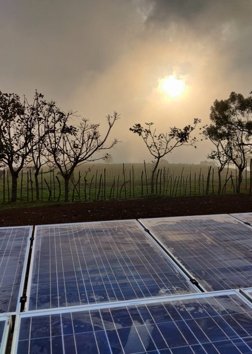 042_pannelli_mucche_tramonto